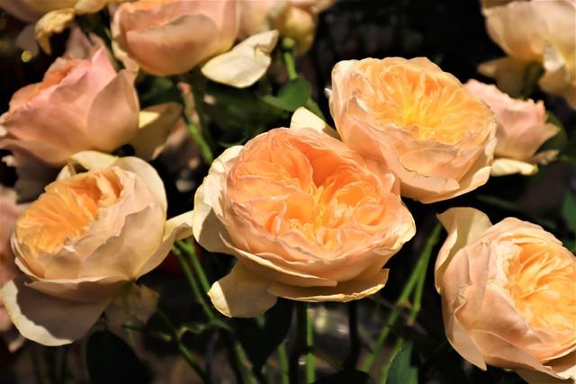 玫瑰的颜色有几种，玫瑰的颜色有几种和图片