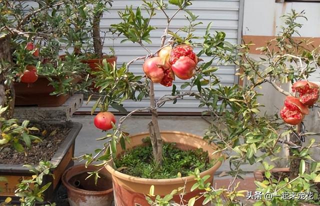 南方适合盆栽的果树有哪些图片，南方适合盆栽的果树有哪些种类