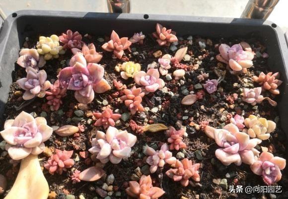 红司多肉植物怎么繁殖，红司多肉植物怎么养