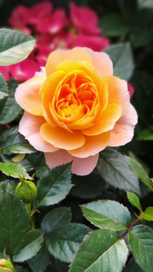 我是爸爸的情人的说说，我是爸爸的情人的说说句子