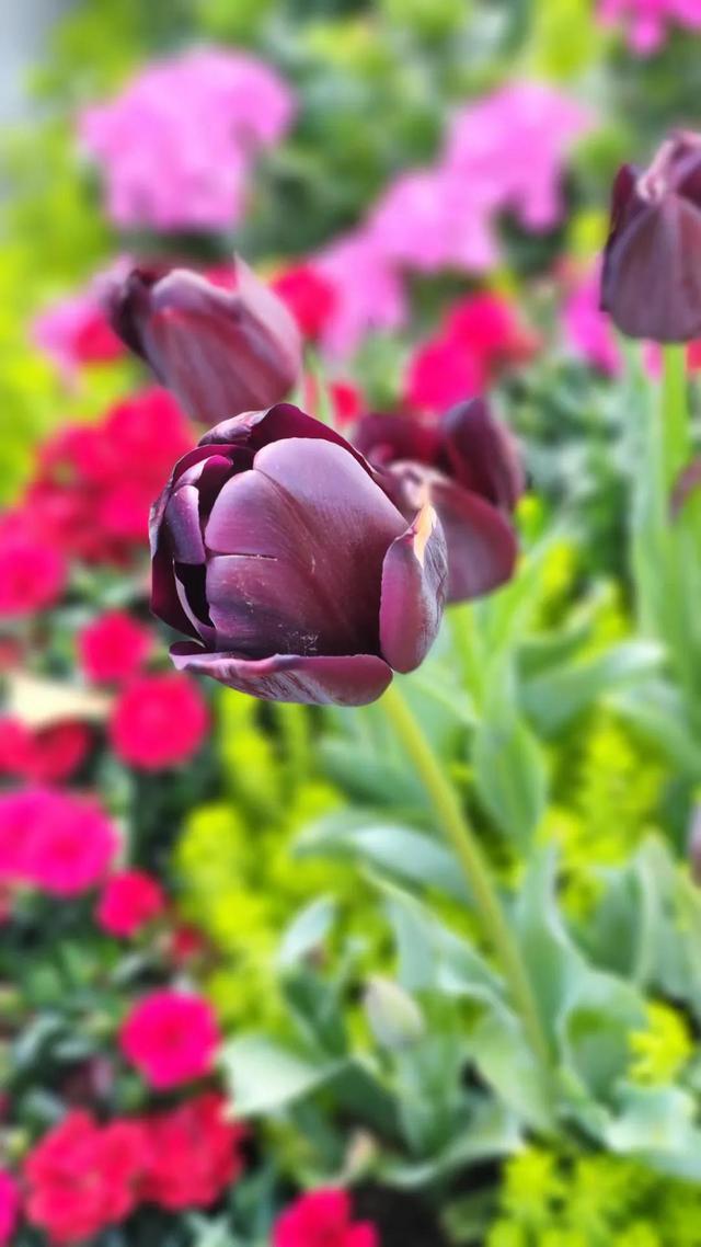 我是爸爸的情人的说说，我是爸爸的情人的说说句子