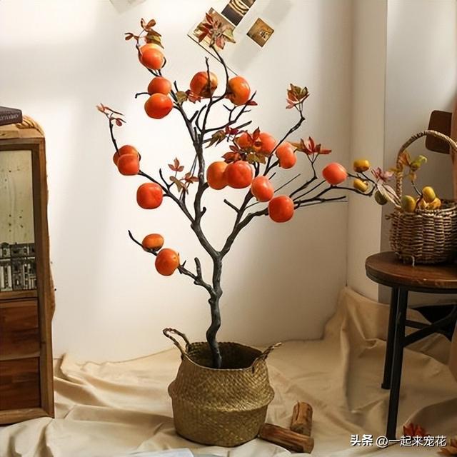 适宜南方盆栽的果树，南方适合盆栽的水果有哪些