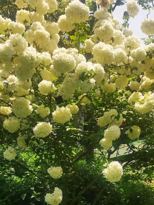 我是爸爸的情人的说说，我是爸爸的情人的说说句子