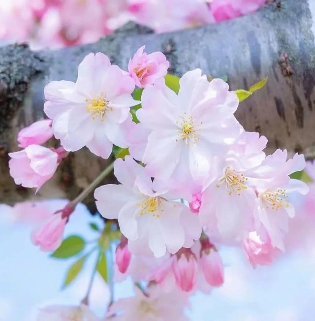 细细的柳枝像什么，细细的柳枝像什么补充句子