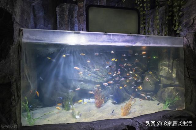 家庭鱼缸的最佳摆放位置图，2023年家庭鱼缸的最佳摆放位置图