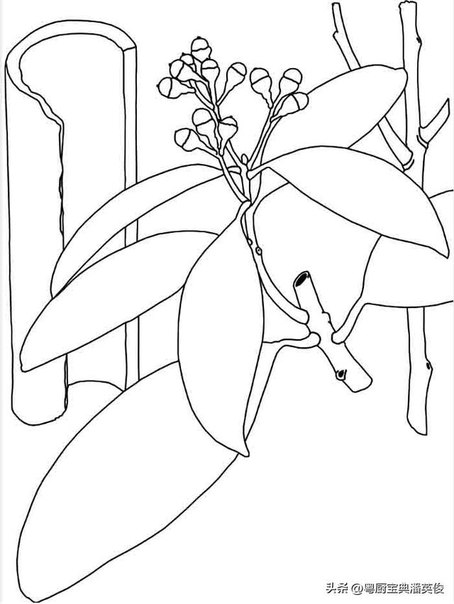 桂皮可以代替肉桂吗_煮红酒，桂皮可以代替肉桂吗中医怎么认为是中药