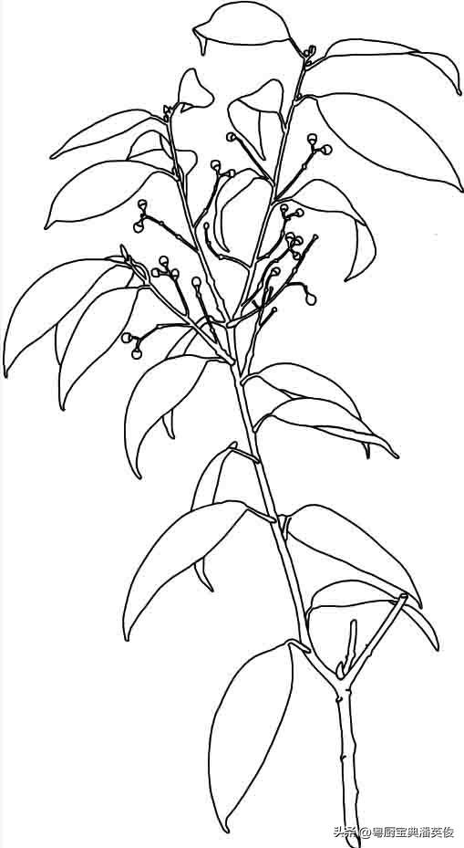 桂皮可以代替肉桂吗_煮红酒，桂皮可以代替肉桂吗中医怎么认为是中药