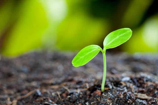 有拈头怎么读拼音是什么，有拈头咋读