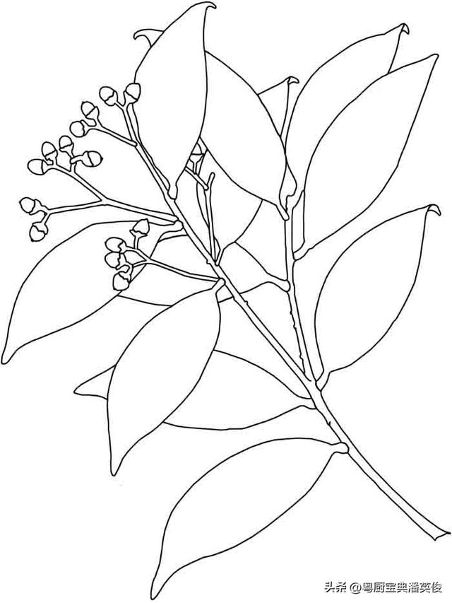 桂皮可以代替肉桂吗_煮红酒，桂皮可以代替肉桂吗中医怎么认为是中药