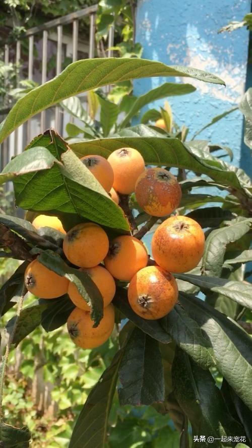 南方适合盆栽的果树有哪些图片，南方适合盆栽的果树有哪些种类
