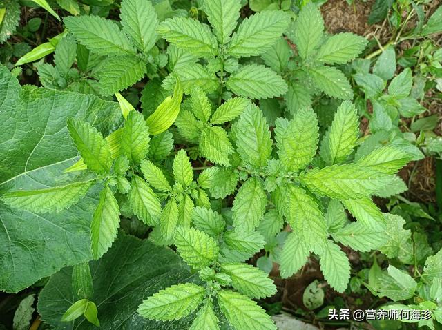 天云草实在哪里采集蒙德，天云草实在哪里采集视频