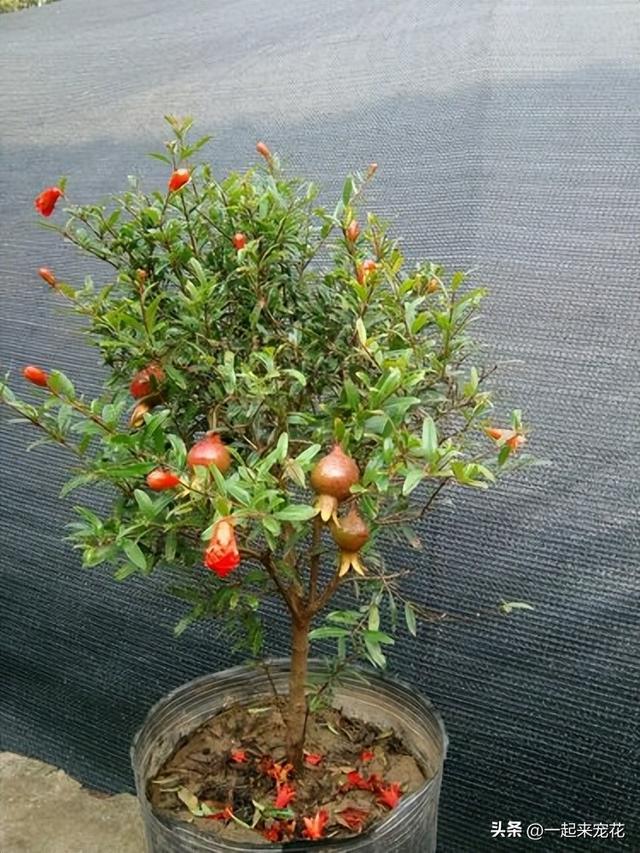 适宜南方盆栽的果树，南方适合盆栽的水果有哪些