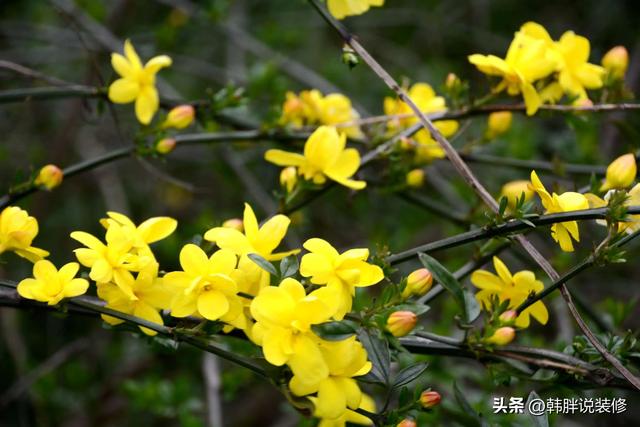 农村坟头栽什么树最好呢，农村坟头栽什么树最好图片