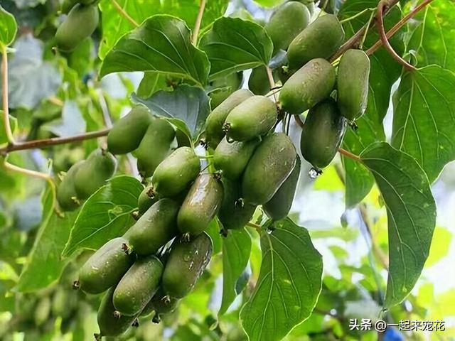 南方适合盆栽的果树有哪些图片，南方适合盆栽的果树有哪些种类