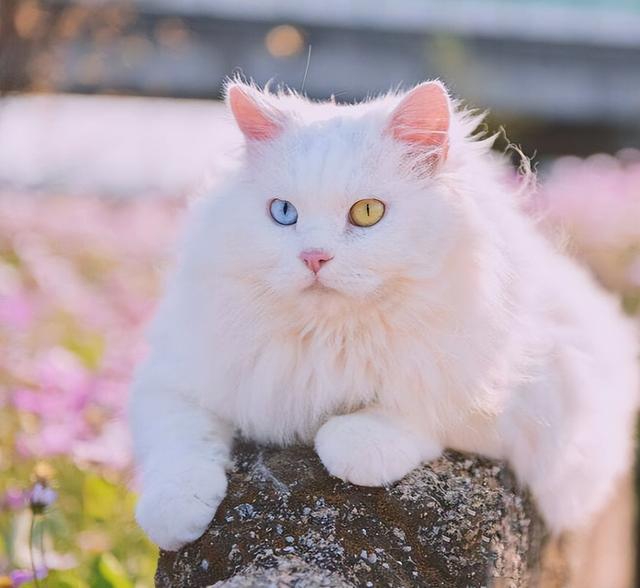 蓝眼睛的猫有哪些品种图片，识别猫品种扫一扫