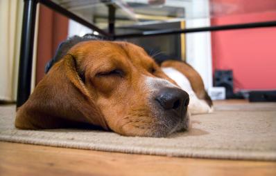 已婚女人梦见狗追咬是吉兆，女人梦见狗咬了是什么预兆