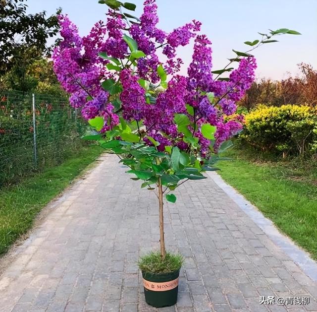 丁香园医学论坛，丁香园为什么封禁