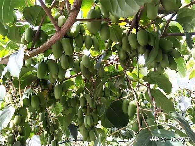 南方适合盆栽的果树有哪些图片，南方适合盆栽的果树有哪些种类