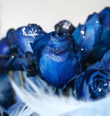 玫瑰的颜色有几种，玫瑰的颜色有几种和图片