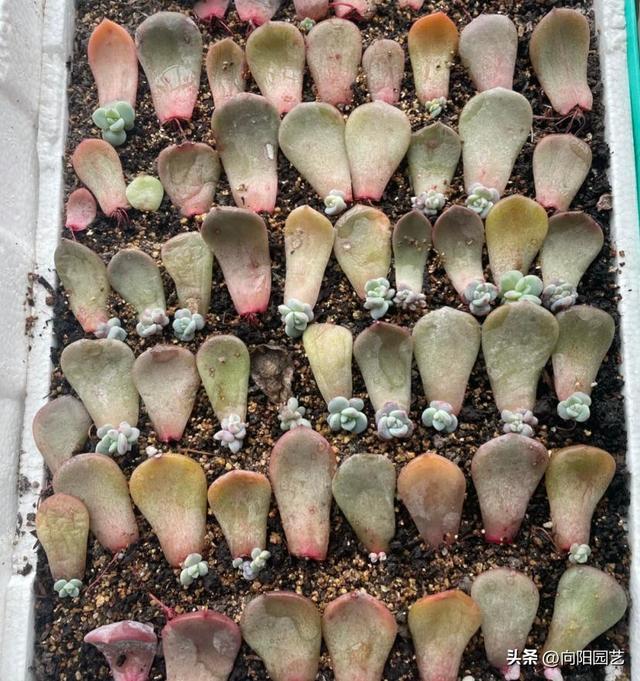 红司多肉植物怎么繁殖，红司多肉植物怎么养