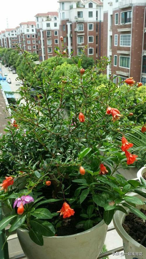 南方适合盆栽的果树有哪些图片，南方适合盆栽的果树有哪些种类