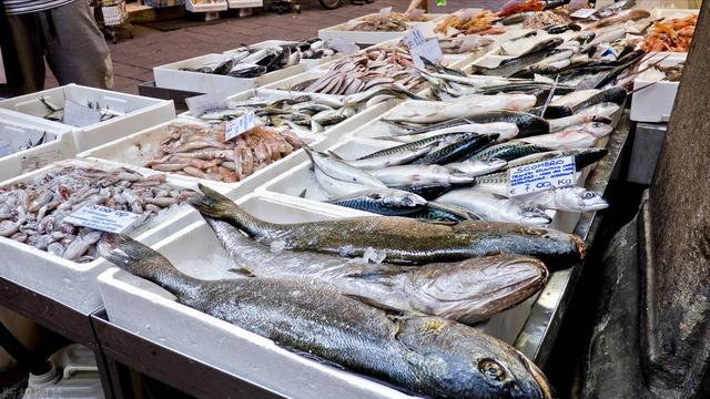 什么鱼好养_家庭养鱼，什么鱼好养_家庭养鱼冷水鱼