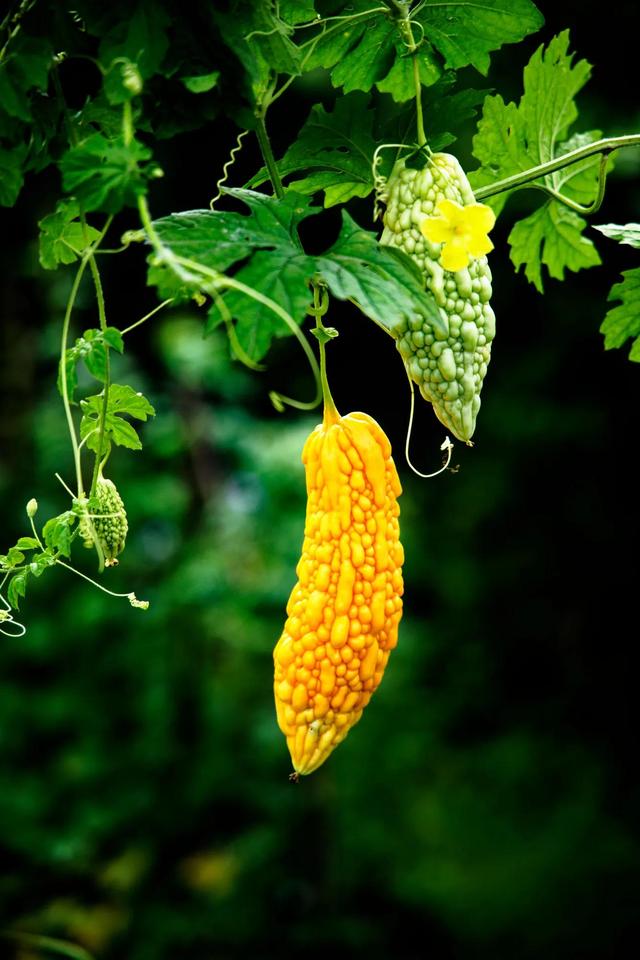 月份种什么瓜果，6月种什么蔬菜比较好"