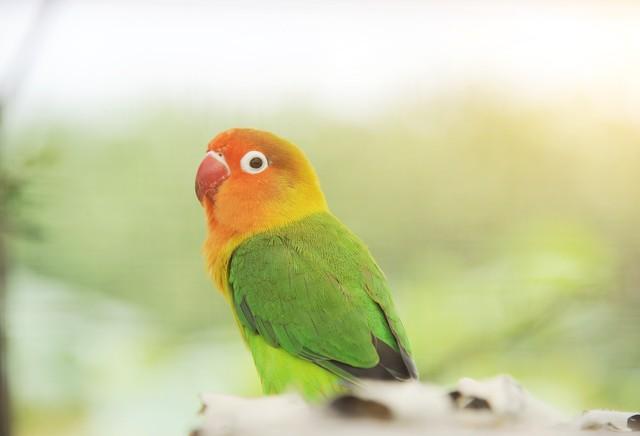 除了乌龟还有什么宠物寿命长,除了乌龟还有什么宠物寿命长呢