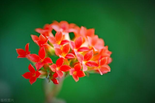 0种最招鬼的花,10种最招鬼的花是什么花"