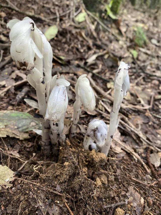 世界上最毒的花前十名,世界上最毒的花前十名图片