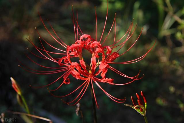 世界上最毒的花前十名,世界上最毒的花前十名图片