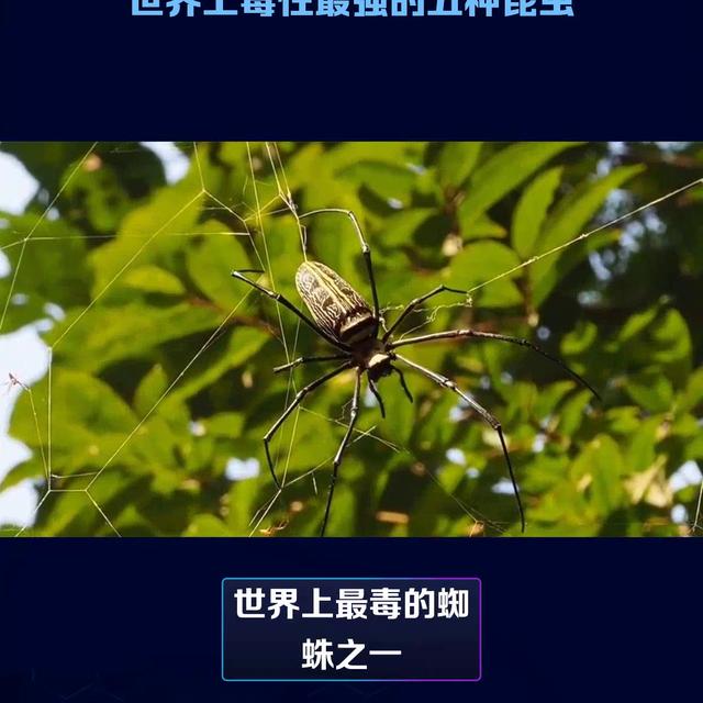 十大最可怕的昆虫图片,十大最可怕的昆虫图片大全