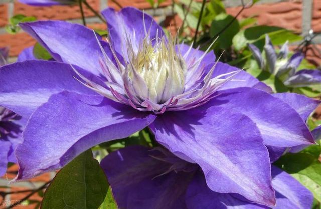 0种最招鬼的花,10种最招鬼的花是什么花"