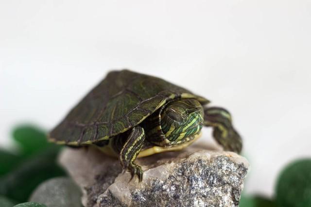 除了乌龟还有什么宠物寿命长,除了乌龟还有什么宠物寿命长呢