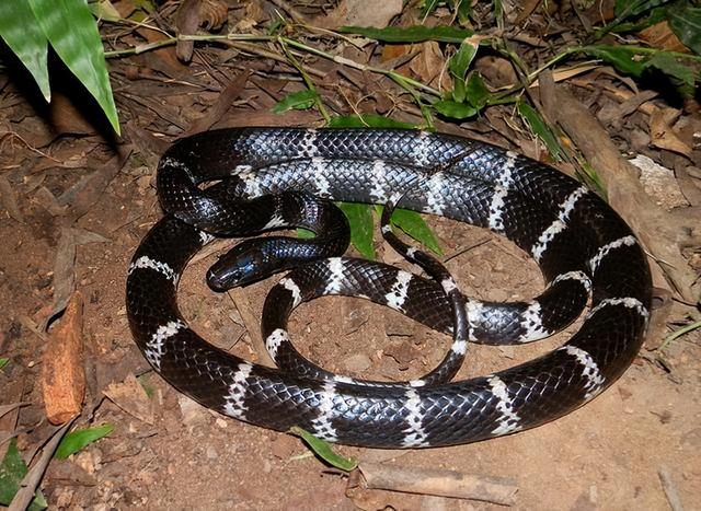 世界最毒的毒蛇第一名图片,世界最毒的毒蛇第一名图片大全