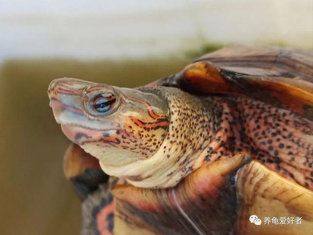 世界上最帅的乌龟的图片,最帅的乌龟品种