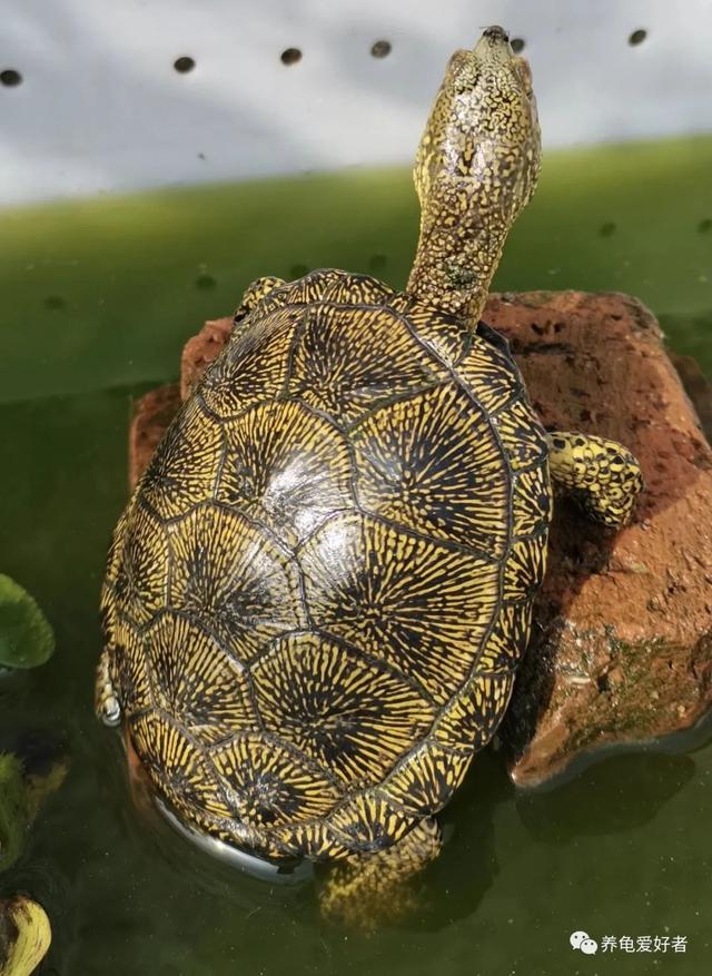 世界上最帅的乌龟的图片,最帅的乌龟品种