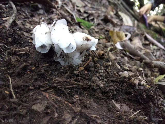 世界上最毒的花前十名,世界上最毒的花前十名图片