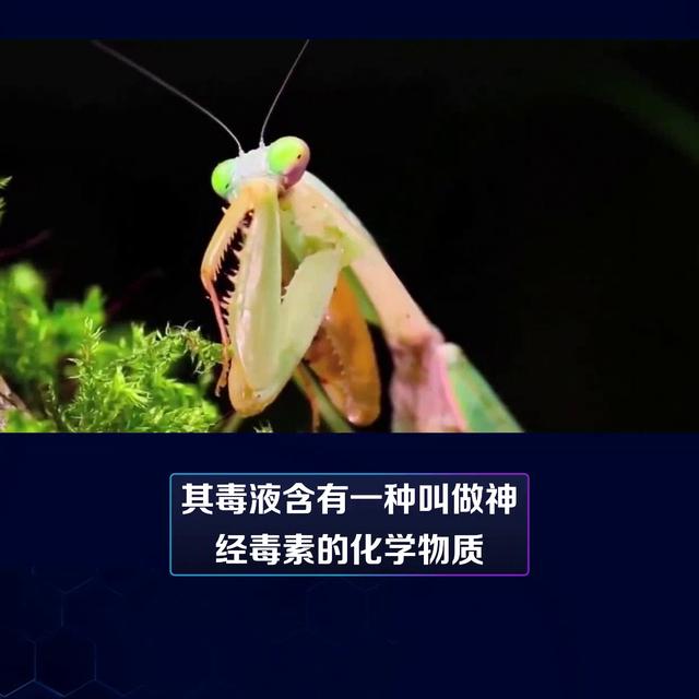 十大最可怕的昆虫图片,十大最可怕的昆虫图片大全