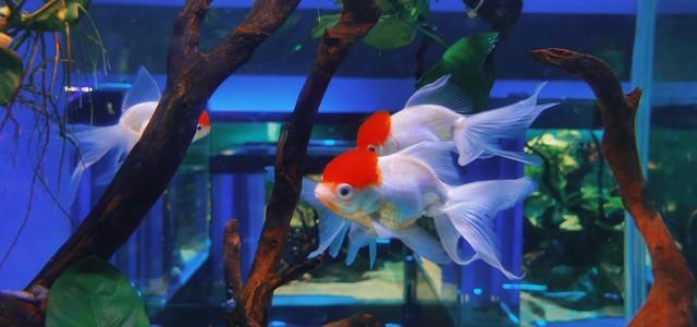 除了乌龟还有什么宠物寿命长,除了乌龟还有什么宠物寿命长呢