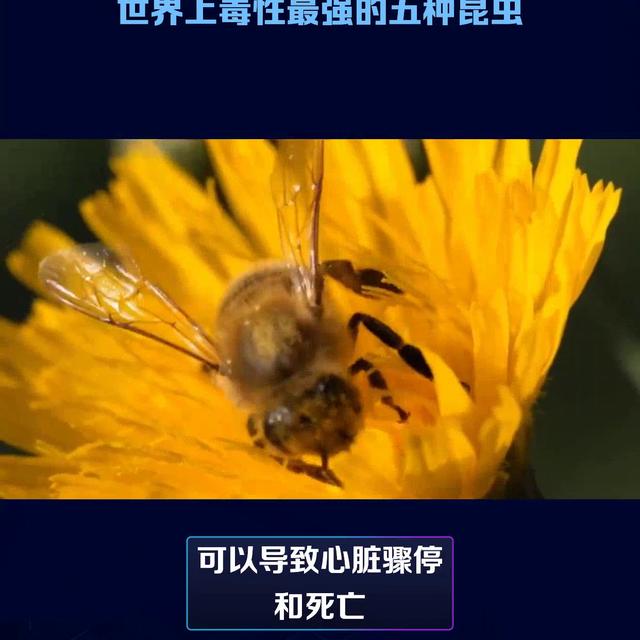 十大最可怕的昆虫图片,十大最可怕的昆虫图片大全