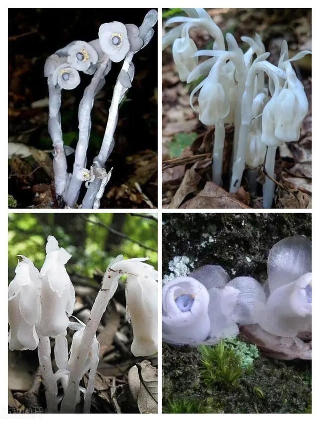 世界上最毒的花前十名,世界上最毒的花前十名图片